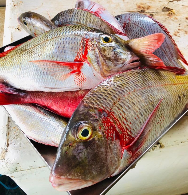 Emperor Fish