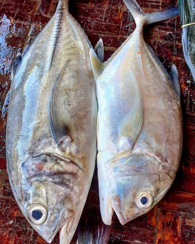 Trevally Fish