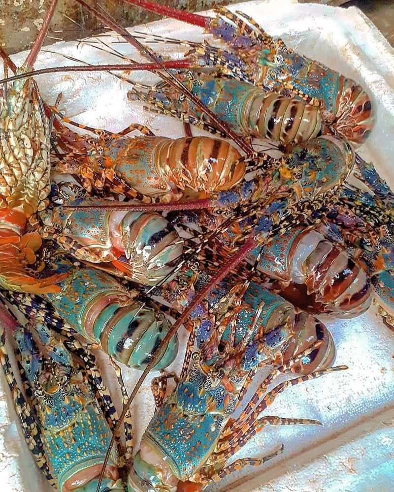 Lobster