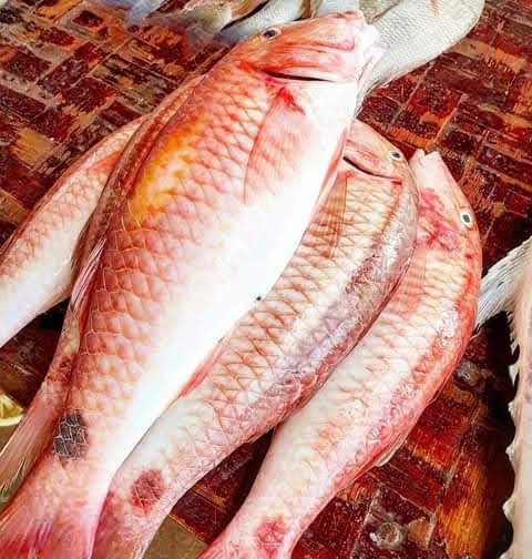 Red Mullet
