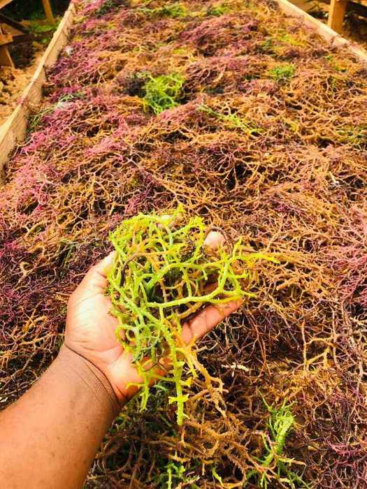 Fresh seaweed at the shoreline