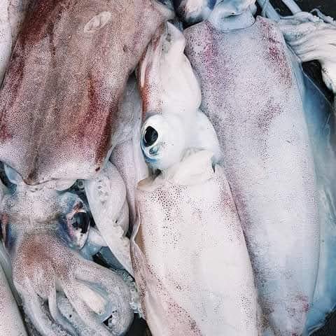 Calamari
