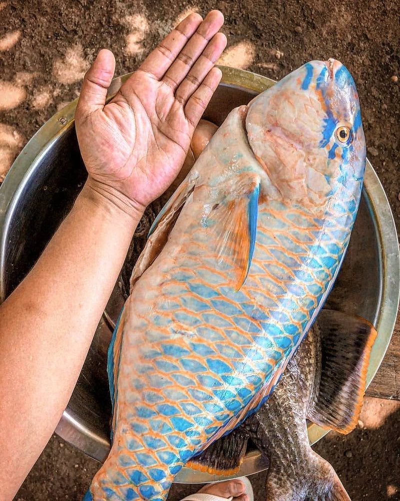 Parrot Fish