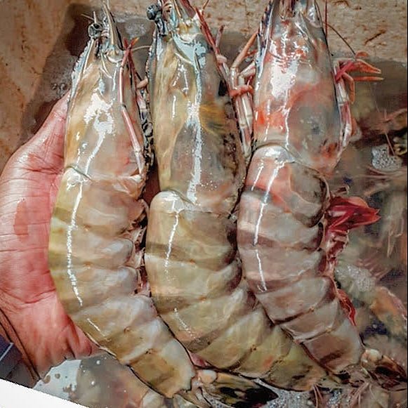 Prawns Jumbo