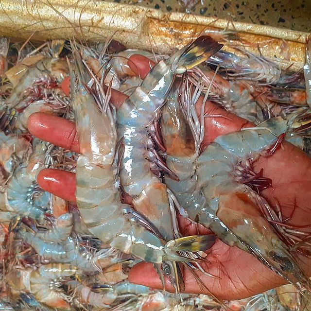 Prawns King