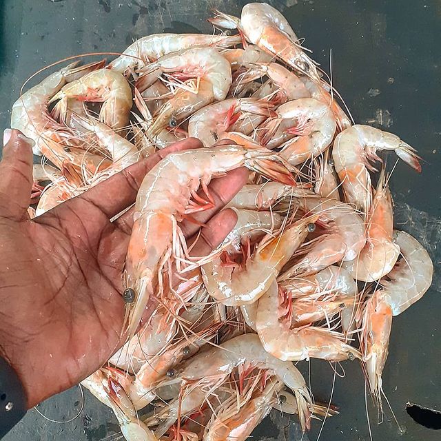 Prawns S2