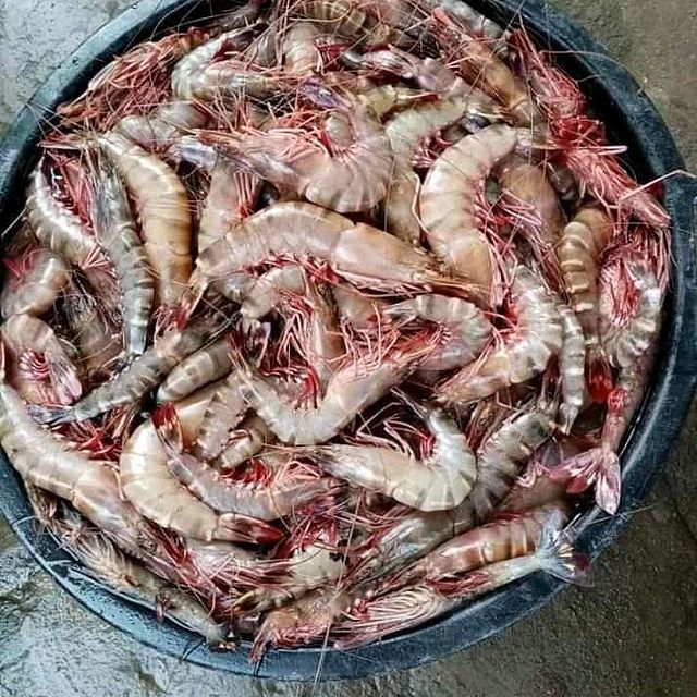 Prawns Tiger