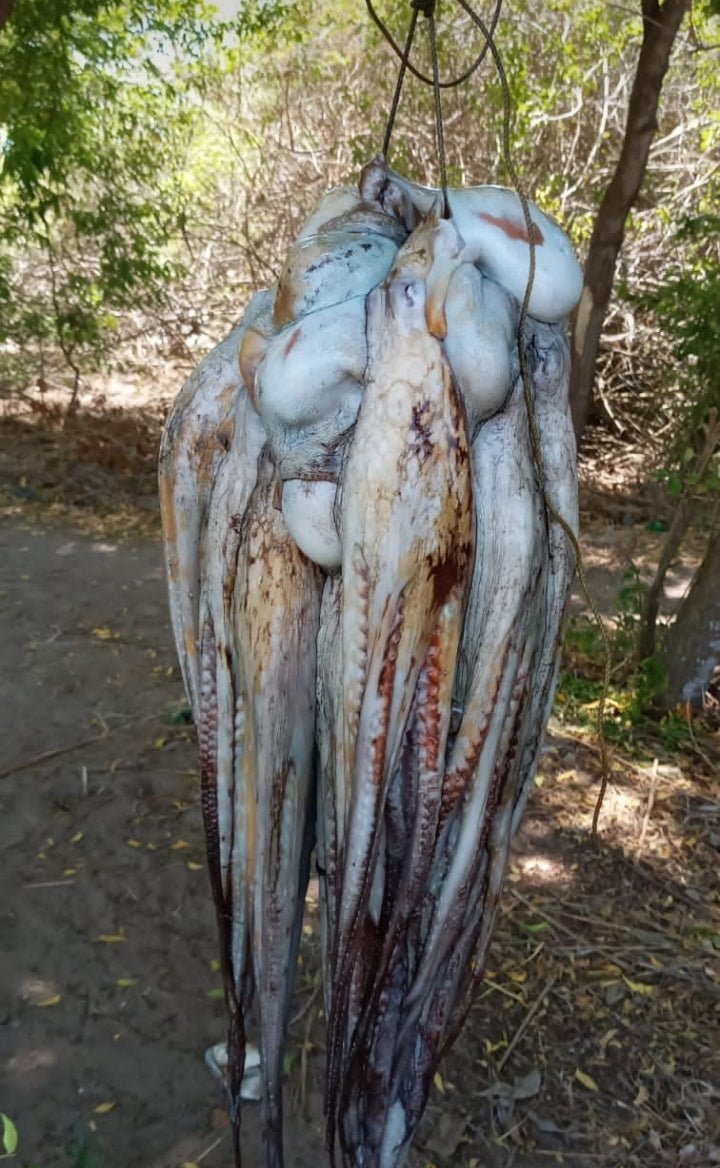 Octopus