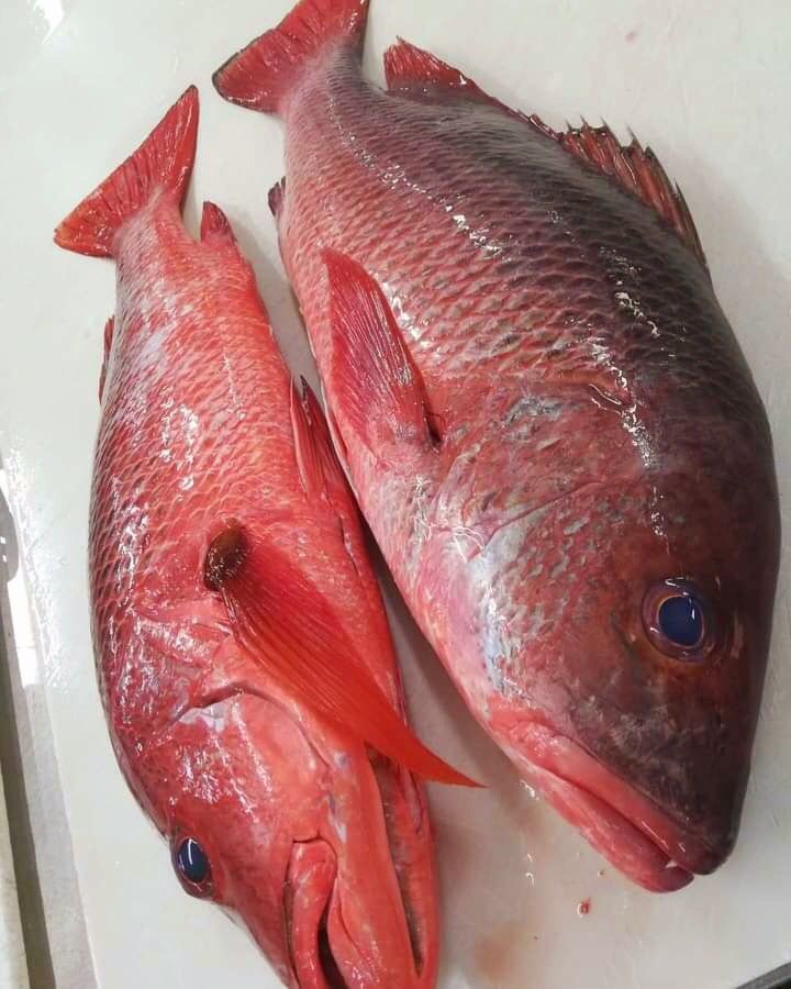 Red Snapper
