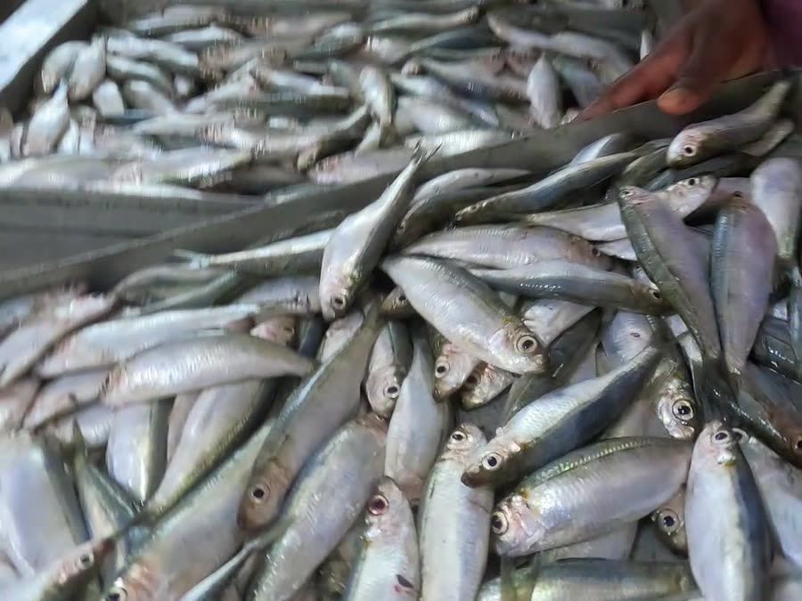 Fresh small fish at the counter