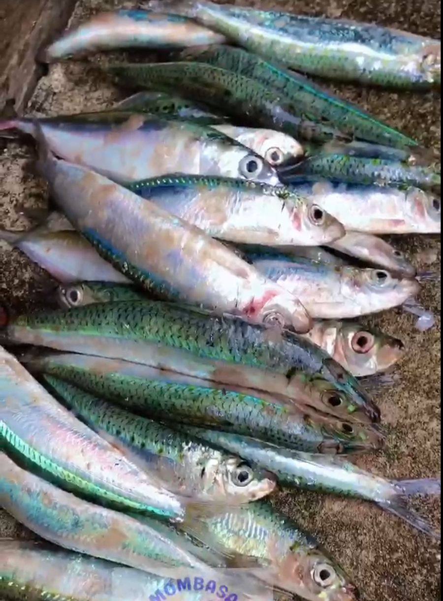 Sardines — Simusimu