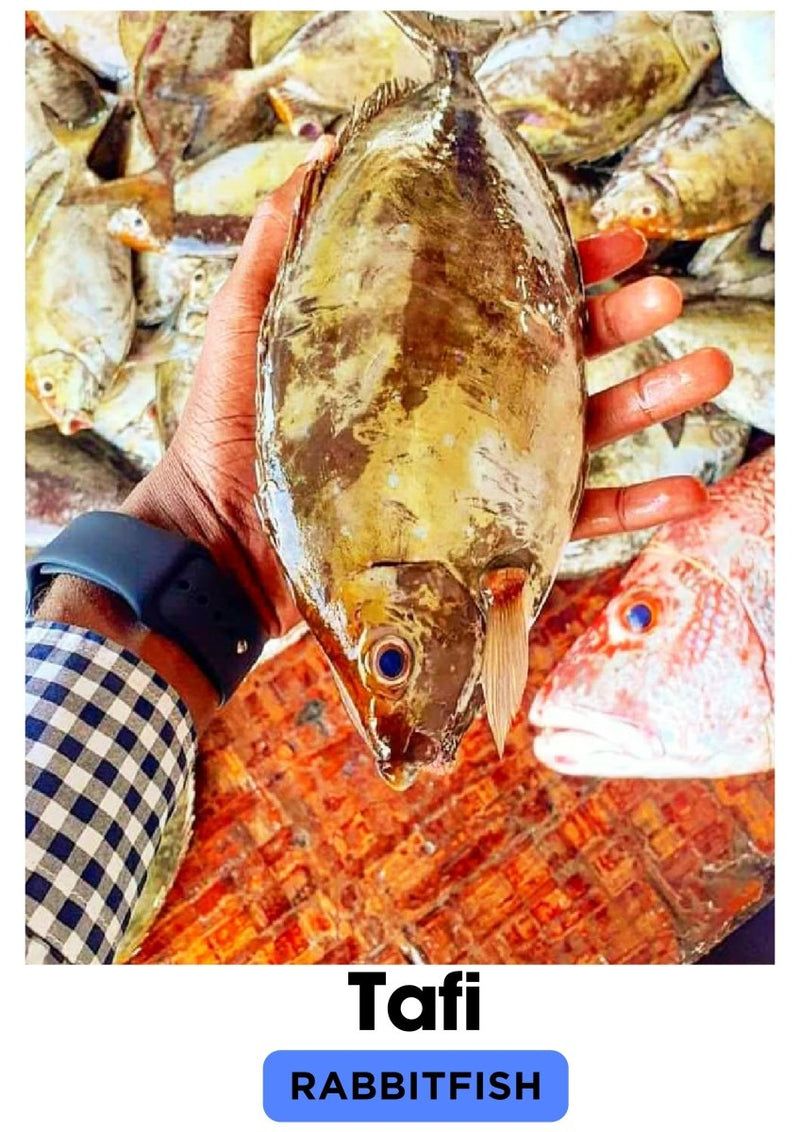 Rabbit Fish