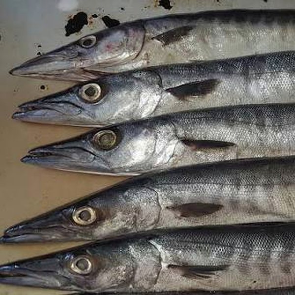 Barracuda