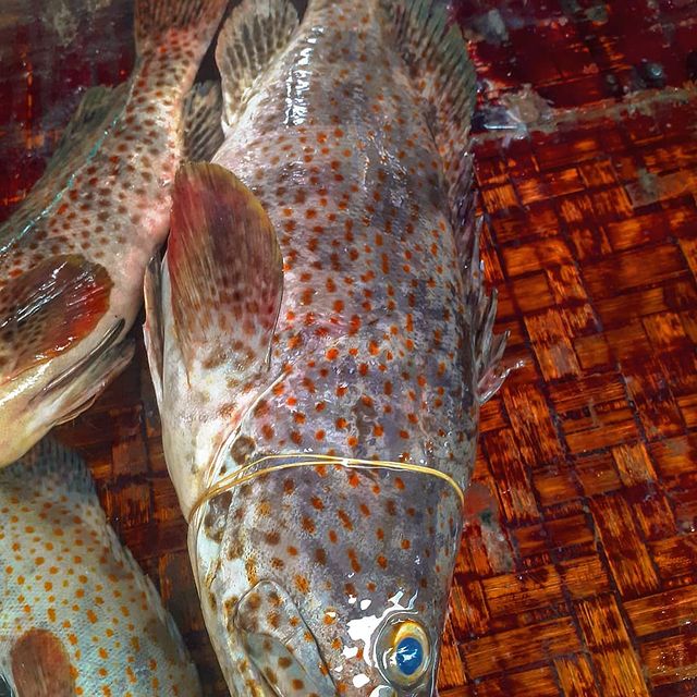 Grouper