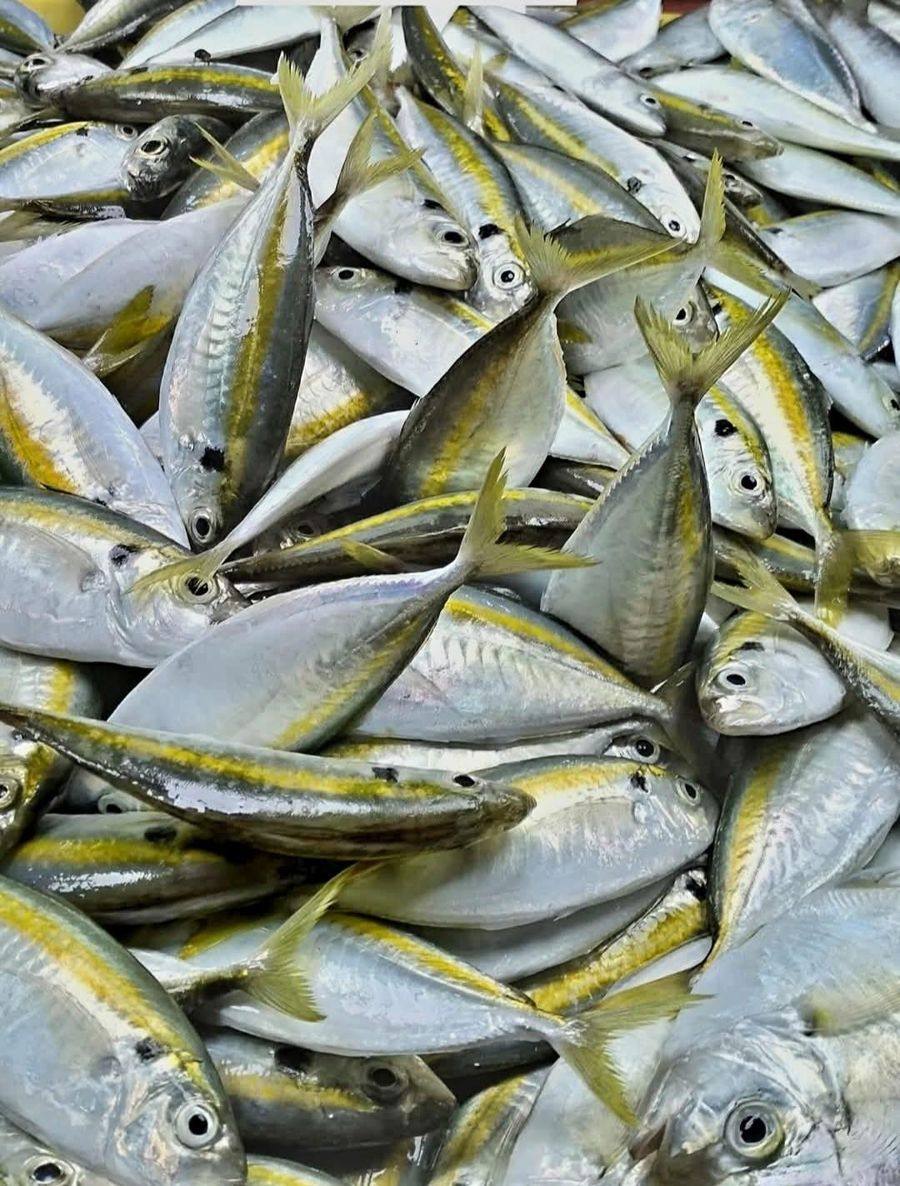 Indian Mackerel — Una