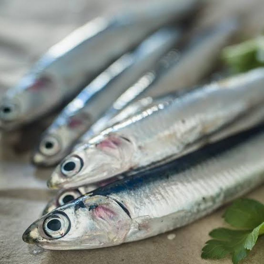 Anchovies — Uwono